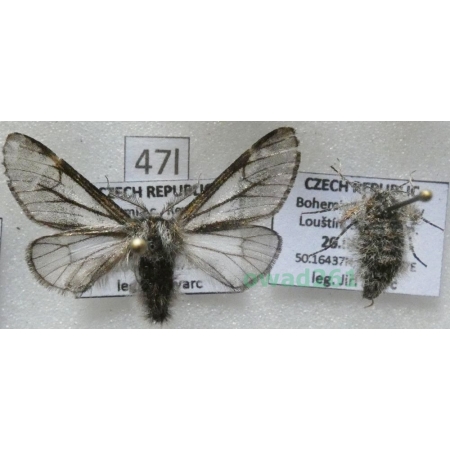 Lycia isabellae (Harrison, 1914) pair Czech47l